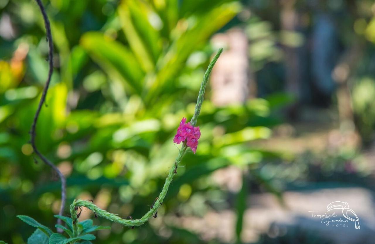 Tropical Garden Hotel Jaco Exterior photo